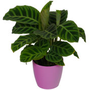 Calathea 'Zebrina' + Cachep Rosa